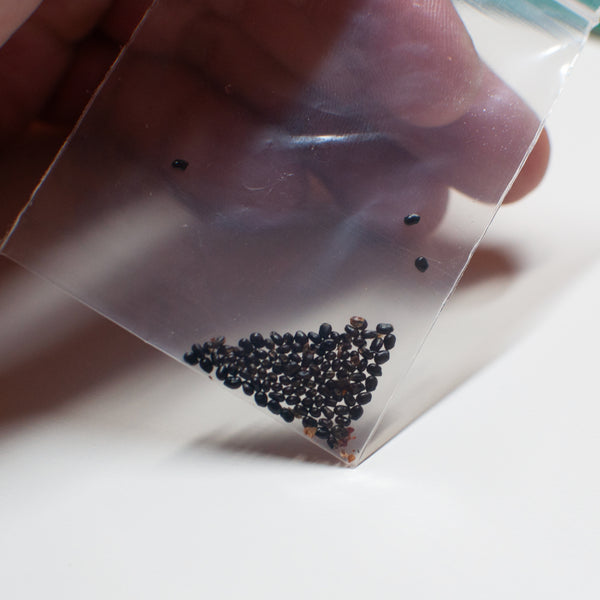 saguaro cactus seeds