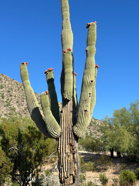 Saguaro Cactus Seeds | Carnegiea Gigantea Seeds | Giant Saguaro Cactus Seeds For Planting | Seeds From Tucson, AZ