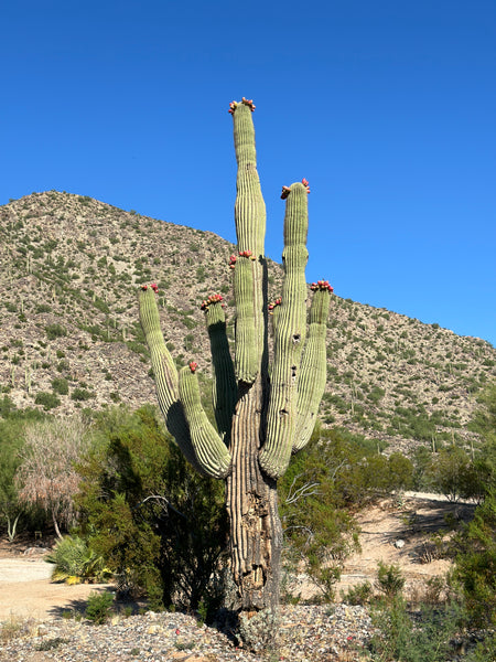 Saguaro Cactus Seeds | Carnegiea Gigantea Seeds | Giant Saguaro Cactus Seeds For Planting | Seeds From Tucson, AZ