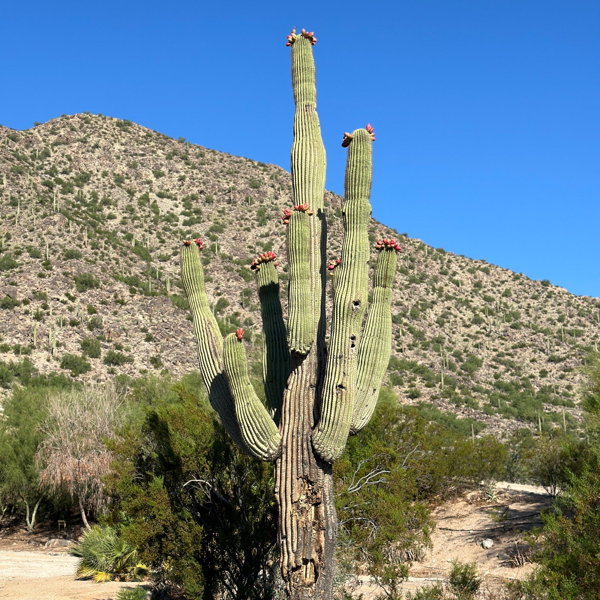planting saguaro cactus seeds Saguaro Cactus Seeds | Carnegiea Gigantea Seeds