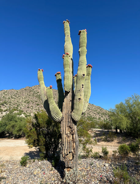 Saguaro Cactus Seeds | Carnegiea Gigantea Seeds | Giant Saguaro Cactus Seeds For Planting