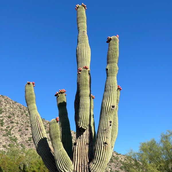 Saguaro Cactus Seeds | Carnegiea Gigantea Seeds | Giant Saguaro Cactus Seeds For Planting